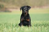 BEAUCERON - PUPPIES 386